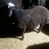 بره نربره نر