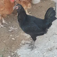 مرغ سرزنده و جوان محلی