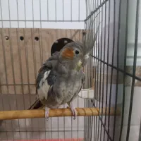 عروس پاریس