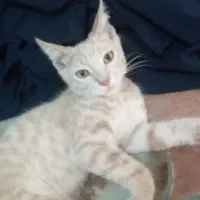 واگذاری بچه گربه ملوس  3ماهه