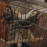 4 عدد عروس هلندی