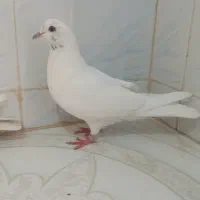 کبوتر|پرنده|کوهدشت, |دیوار