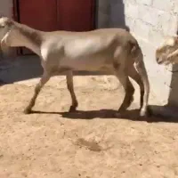 سودانی یا دورگش ماده فقط