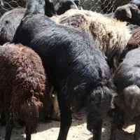 بره قوچ قره غزل