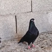 سیاه آبادانی