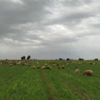 سیم کارت صفر