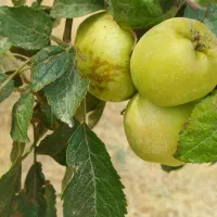 فروش باغ میوه ۷ ساله با انواع درختان پیوندی