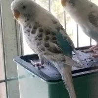 جفت مرغ عشق مولد با ۵ عدد جوجه، مرغ عشق ماده