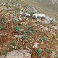 فروشی|سگ|عجب شیر, |دیوار