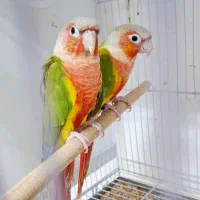 جوجه گرینچیک دبل رد اکستریم
