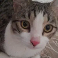 وسایل گربه