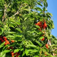 خریدانواع میوه روی درخت