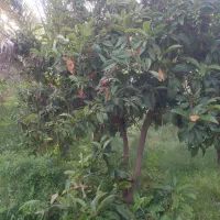 باغچه باغ ۵۰۰ متری خاوران