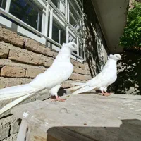 کبوتر