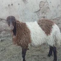 بره کر ماده