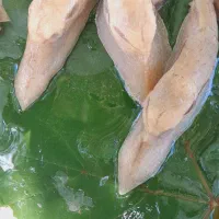 حلزون|خزنده|نیشابور, شهرک بسیج|دیوار