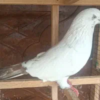 کفتر به شرط و تظمین چهار عدد