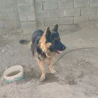 سگ ژرمن