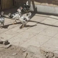 تشنک و خروس گلین بالغ
