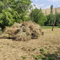 یونجه لشکر یا مخلوط