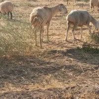 میش چینی|حیوانات مزرعه|بیرجند, |دیوار