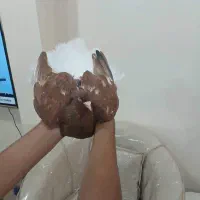 ۲دمسفیدیک نر کوهی سرخ و ماده زرد دمسفید خال سیاه
