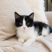 واگذاری گربه نژاد DSH