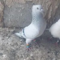 شامی دم سفید