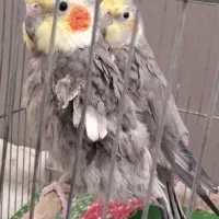 عروس بلندی