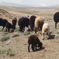 ۶ جفت میش با بره