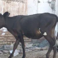 گوساله ماده هلشتاین