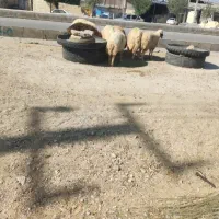 گوسفند زنده