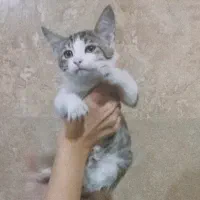 واگذاری رایگان بچه گربه ناز
