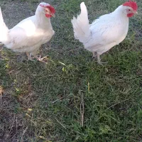 مرغ