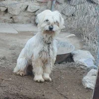 سگ ماده پاکوتا