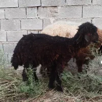 فروش ۲عدد بره ماده