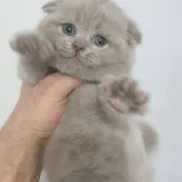 چندعددگربه اسکاتیش لیلاک دوماهه