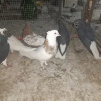 ۶تا رنگی یک جفت دم سفید طوقی کله ای خوشرنگ