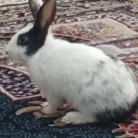 خرگوش