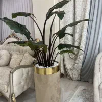 گل بابا  ادم مجلسی