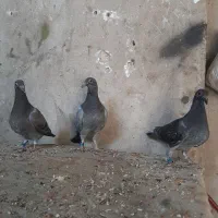 جوجه پلاکی