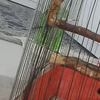 جوجه قناری