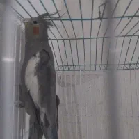 ۹۰۰