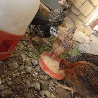 جوجه