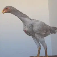 جوجه لاری اوشامو مرغ خروس