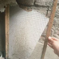 لانه مرغ وخروس