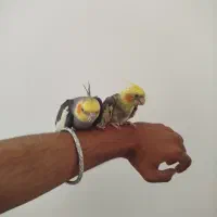 جفت عروس مولد