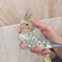 جوجه هلندی عروس