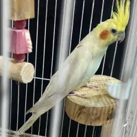 عروس هلندی