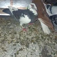 دوعدد کفتر ابلغ و مگزی پلاکی